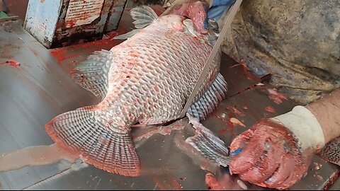 Fastest Tilapia Fish Cutting By Machine In Fish Market l Amazing Fish Cutting Skills