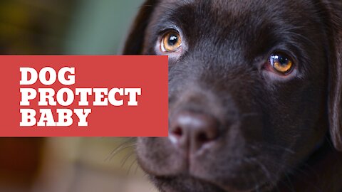 Dog protect baby from babysitter