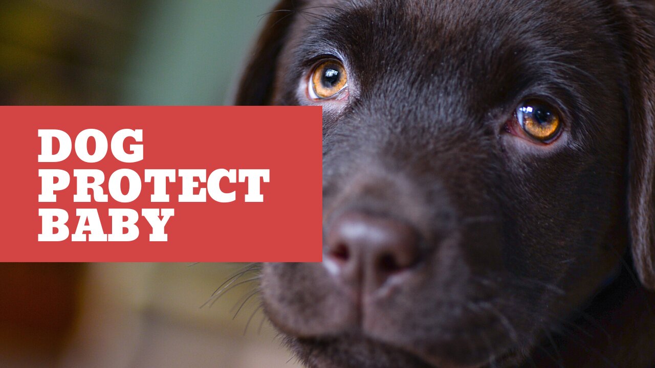 Dog protect baby from babysitter