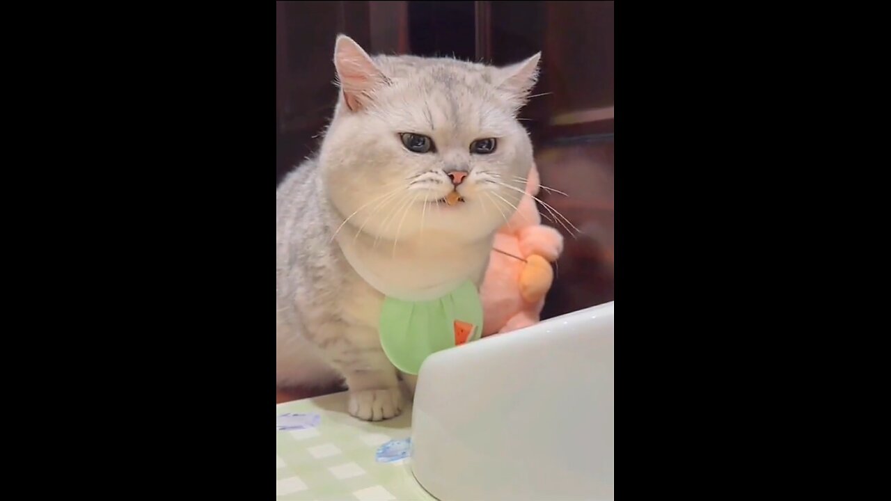 So lovely cute and smooth cat in the world๐๐ #viral