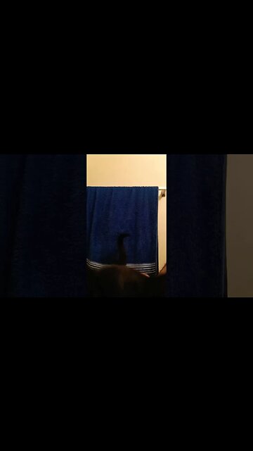 morning kitty #kittycat #shortsvideo #kitty #cat #youtubeshorts #shortsfeed #cutekitty