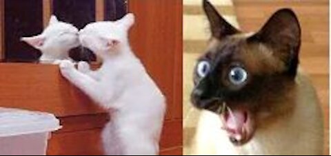 Funny Cat Reaction Videos - Try Not To Laugh 🤣|