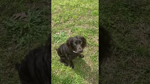 6 Months Old Boykin Retrieving.