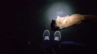 Gato persegue pessoa na rua em Inglaterra