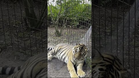 Jasmine tiger shower on a hot September day!