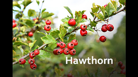 PFTTOT Part 199 Benefits of Hawthorn