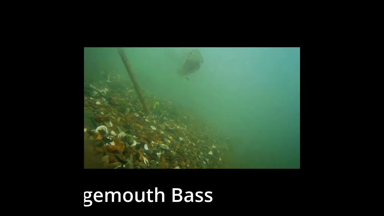 Underwater Footage below Chickamauga Dam