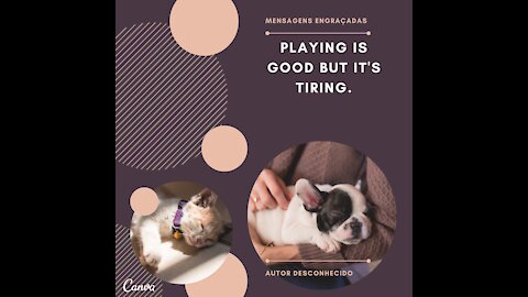 Recordings of charming felines and amusing canines 2021. Have fun.