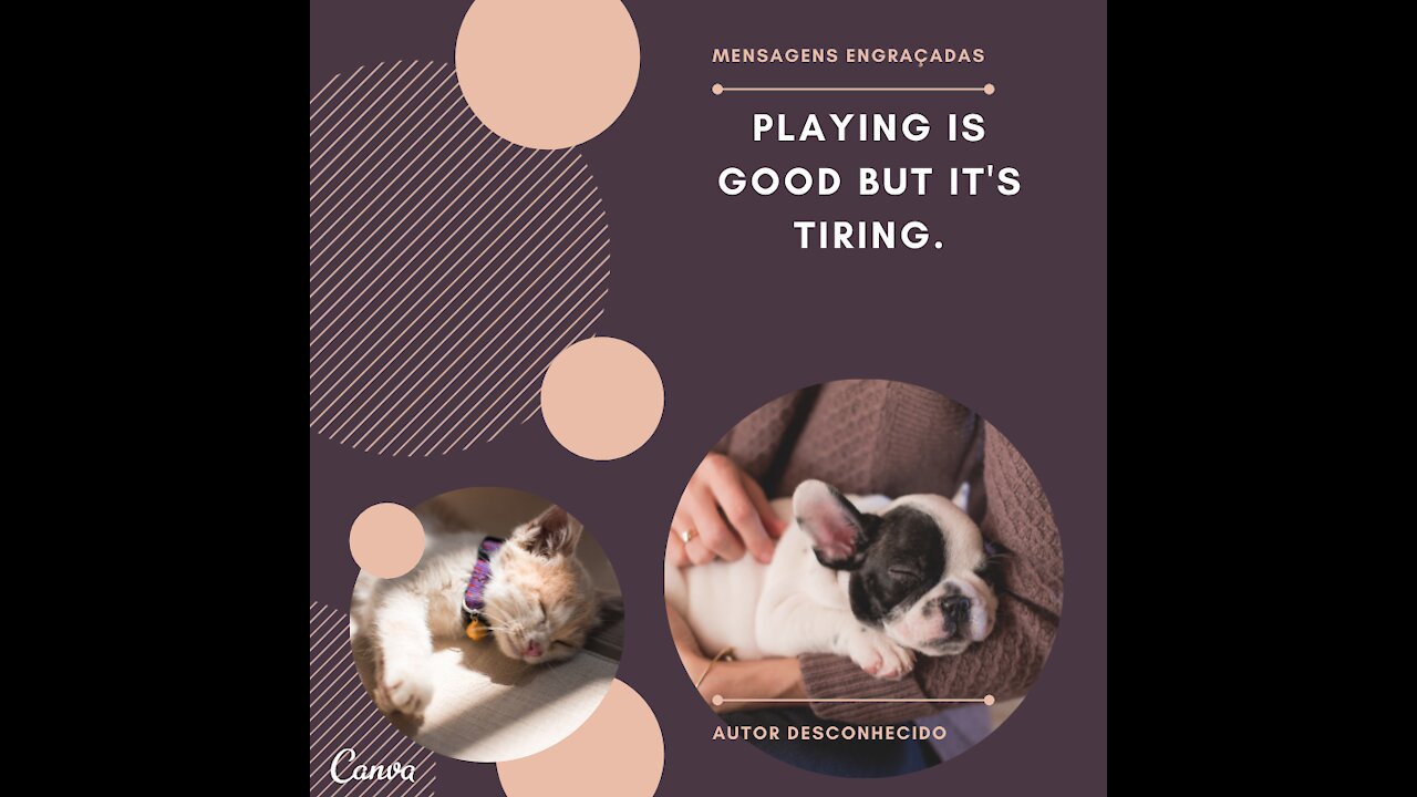 Recordings of charming felines and amusing canines 2021. Have fun.