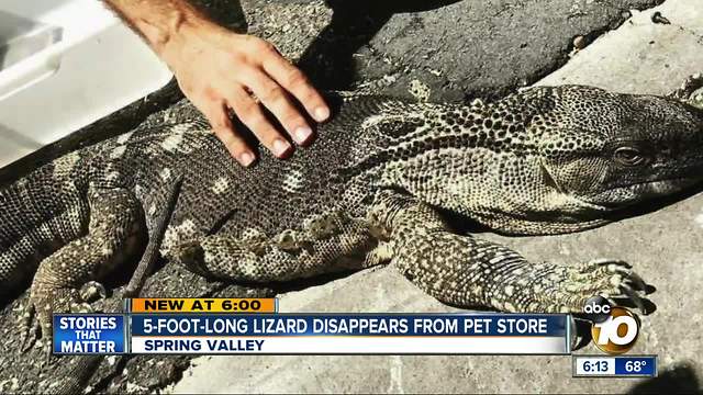 5-foot-long lizard disappears from pet store