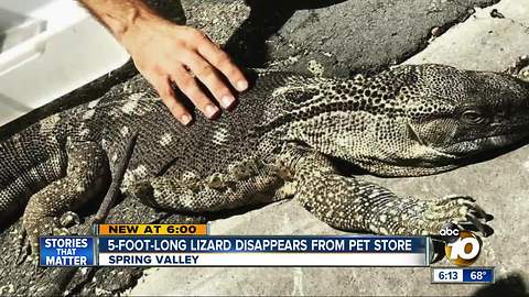 5-foot-long lizard disappears from pet store