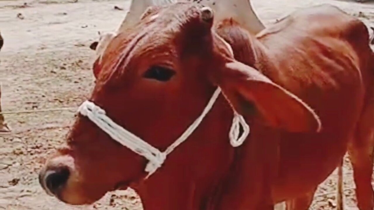 Red Cow for milk production from cattle market Bahawalpur Pakistan.