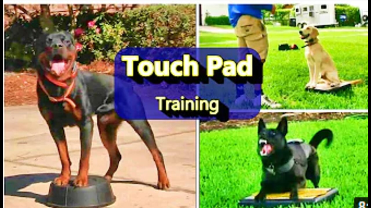 Everyone needs this Dog training skill! Touchpad training