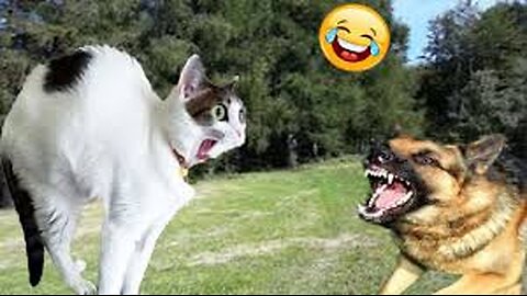 Cat and dog fight 🐕&😺 🔥🔥🔥 cat and dog