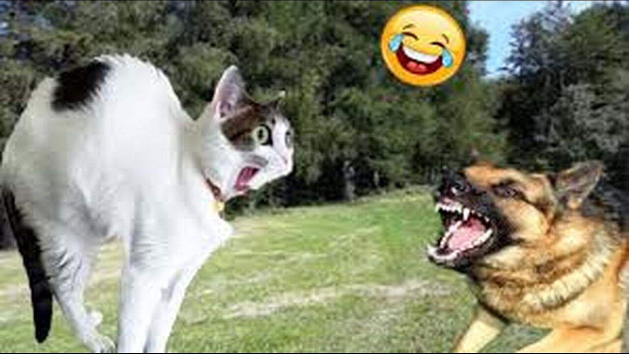 Cat and dog fight 🐕&😺 🔥🔥🔥 cat and dog