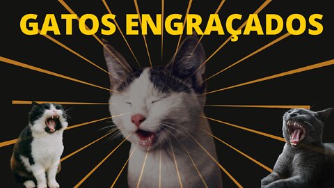 Top 10 Funny Cats - Best Cat Reactions