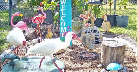Florida Bird Feeder SWFL Live Camera HD