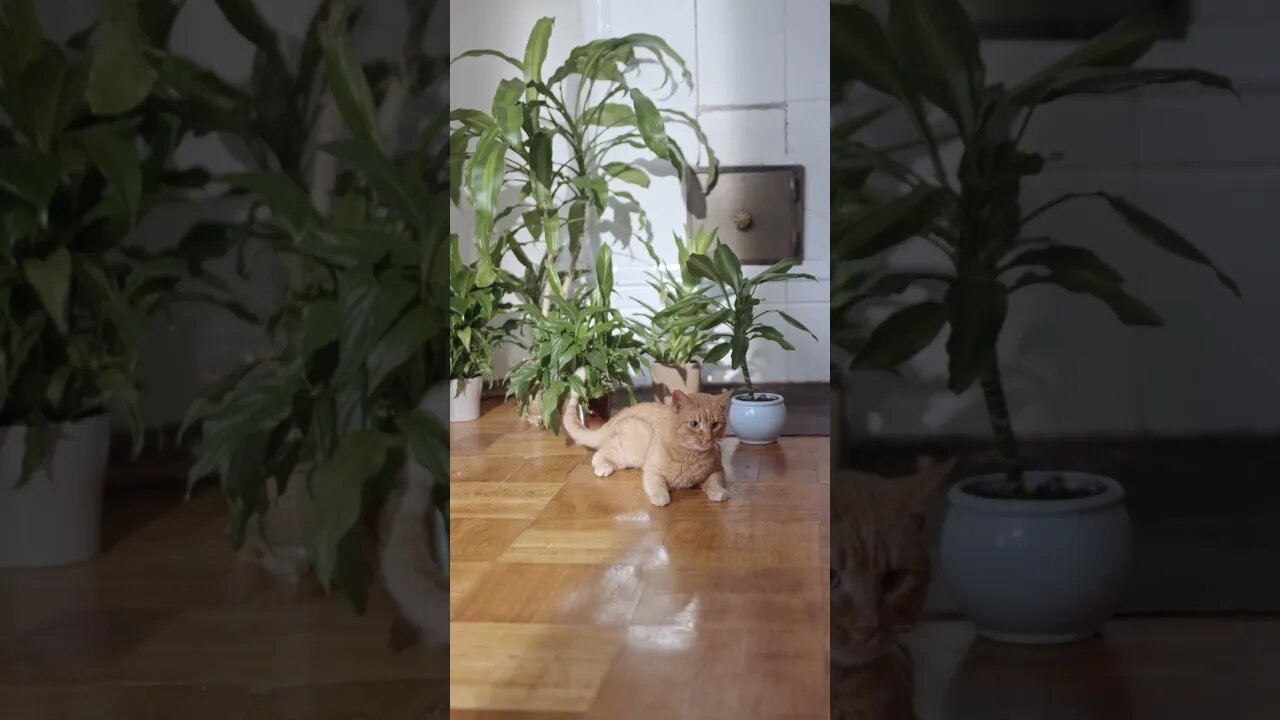 Cats are so alert #shorts #pets #petlover #cats #cat #catlovers
