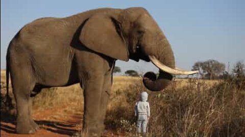 Ce petit garçon de 4 ans n'a pas peur d'un énorme éléphant