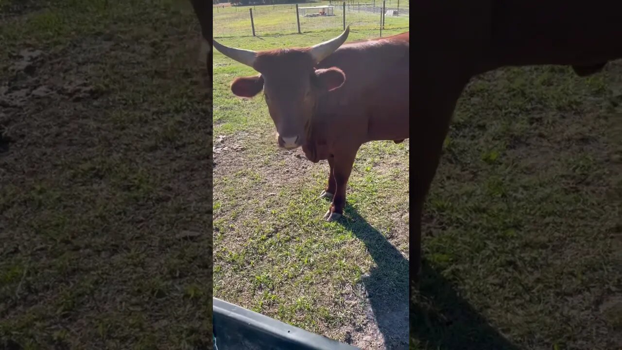 Sad cow! #cow #cattle #cattlefarm #cowvideos #cowfarm #shorts