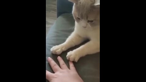 Cats funny videos