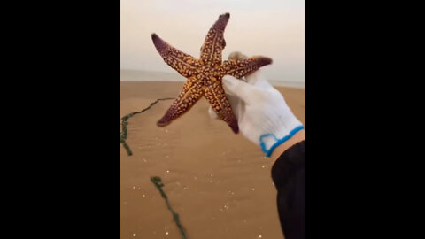 Starfish Walking on the Beach