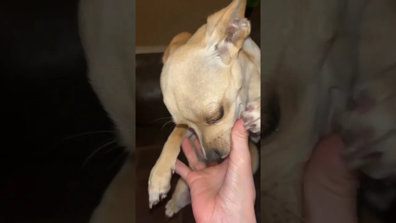 She will lick your hand all day👅 #chihuahuababy #chihuahuapuppy #chihuahua #funnydogvideos #funny