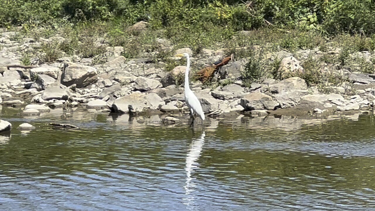 White Egret fishing off of a cormorant dive