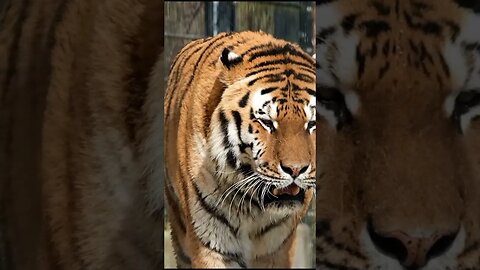Wildlife in Slow Motion - The Most Amazing Videos You'll Ever See
