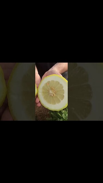 Is this a football or a lemon? Mind blowing fruit with a punch of flavor! Fruit tree for containers