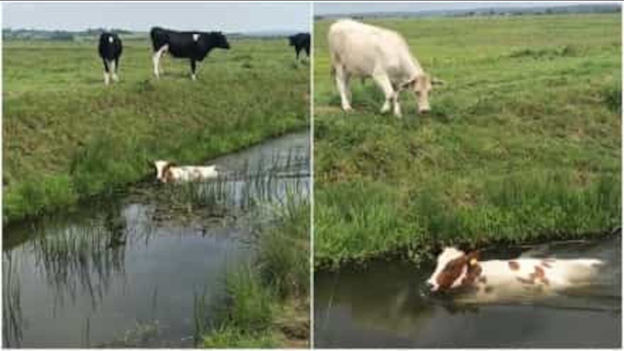 Mucca avventuriera nuota nelle acque di un fiume inglese