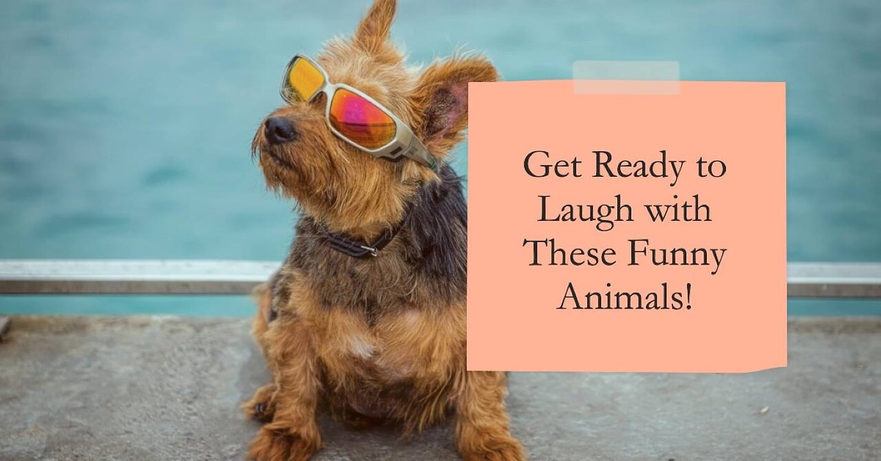 Funny Animals Compilation 2023