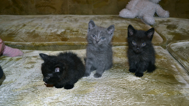 Three cute kittens