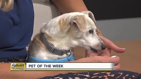 Pet of the Week - Molly Belle