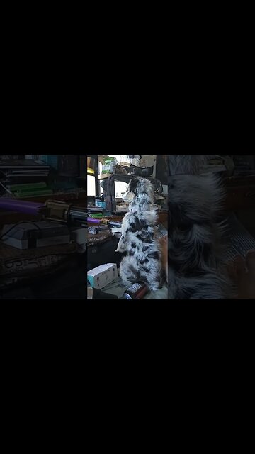 #aussie #puppy #watching #telivision