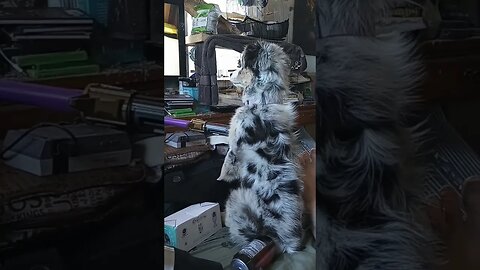 #aussie #puppy #watching #telivision