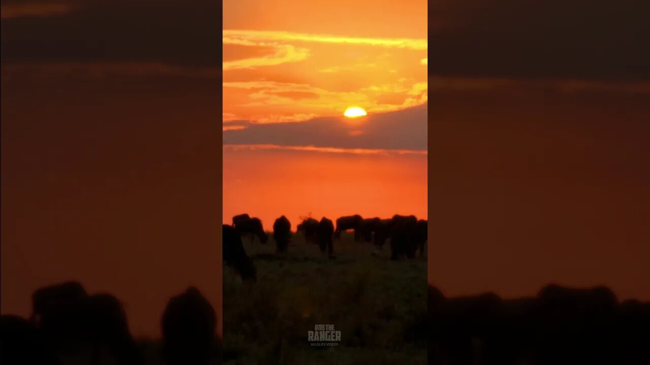 Sunrise In The Maasai Mara #shorts