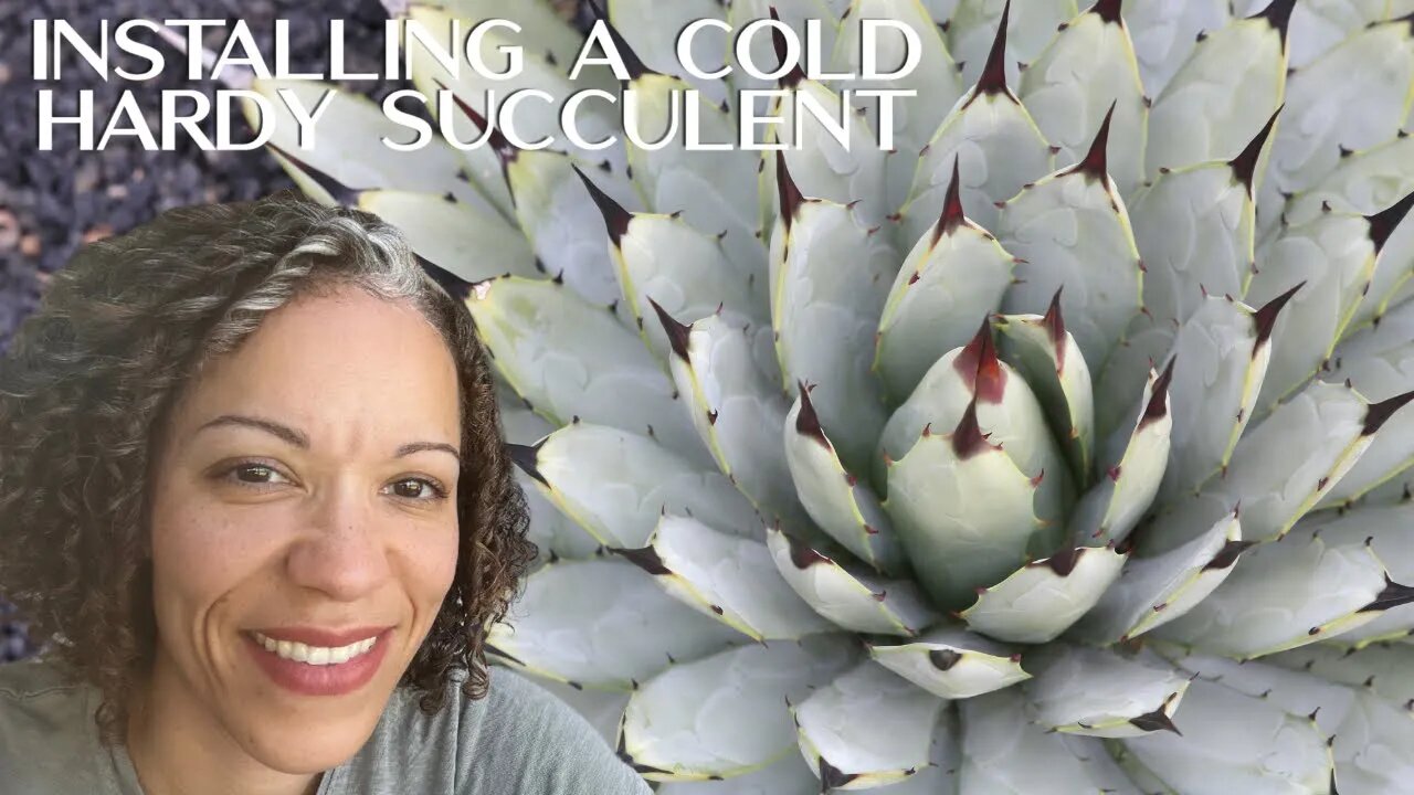 How to Install a Cold Hardy Succulent into Your Landscape #agave #coldhardy #landscape