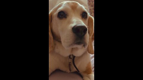 Meet Sam: the sassiest beagle 🐶❤️🤭