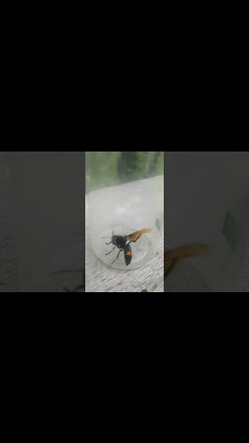 Giant Asian Jungle Hornet! #hornets #wasps #hornet #creepy #animals