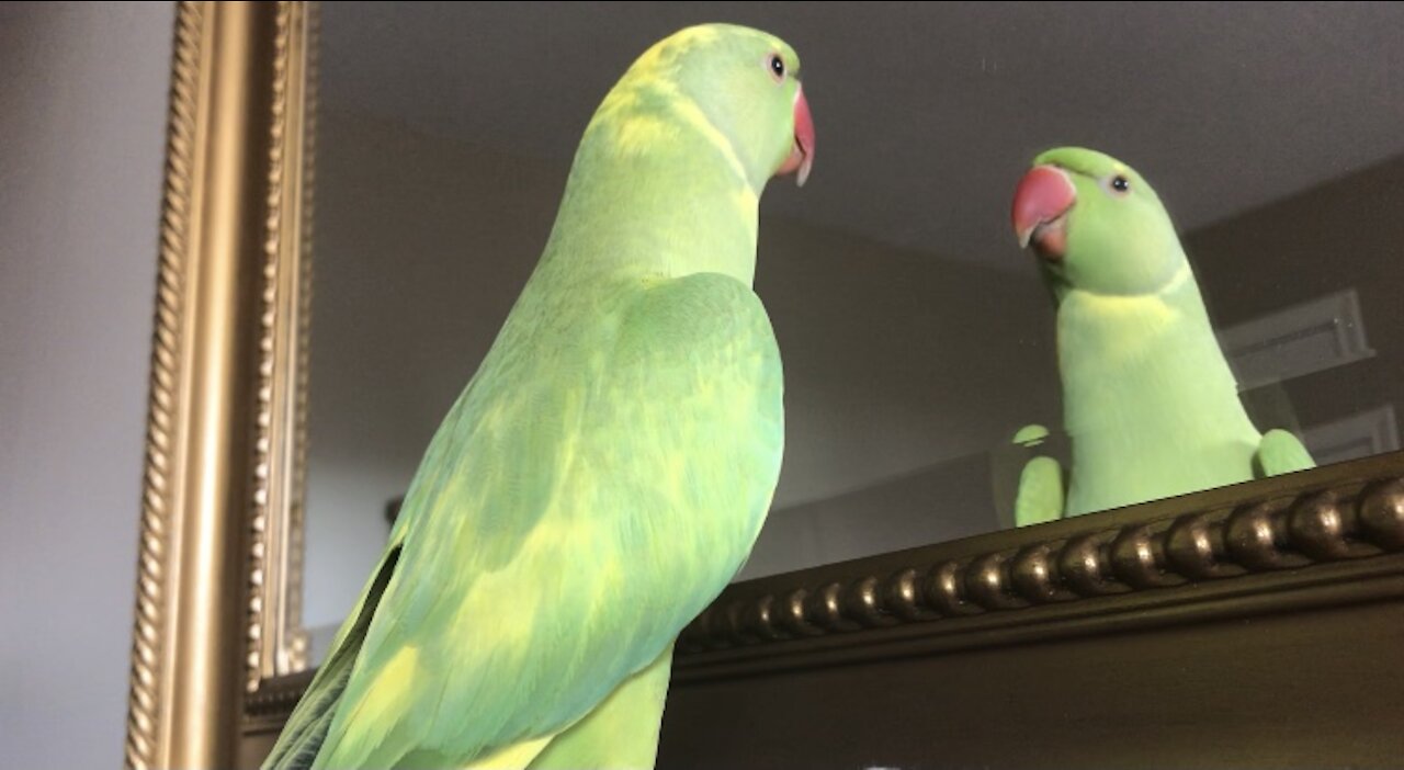 Clever parrot learns how to answer questions when asked