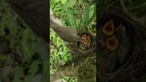 Mother and Baby Birds eat food! Beautiful animals Nature place! Lovely moments!#animals#Nature#bird