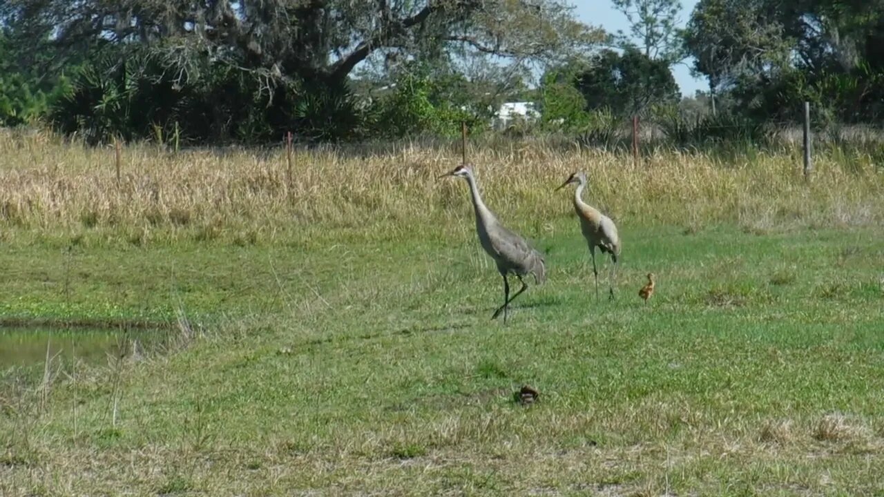 Sandhill cranes brought their baby over