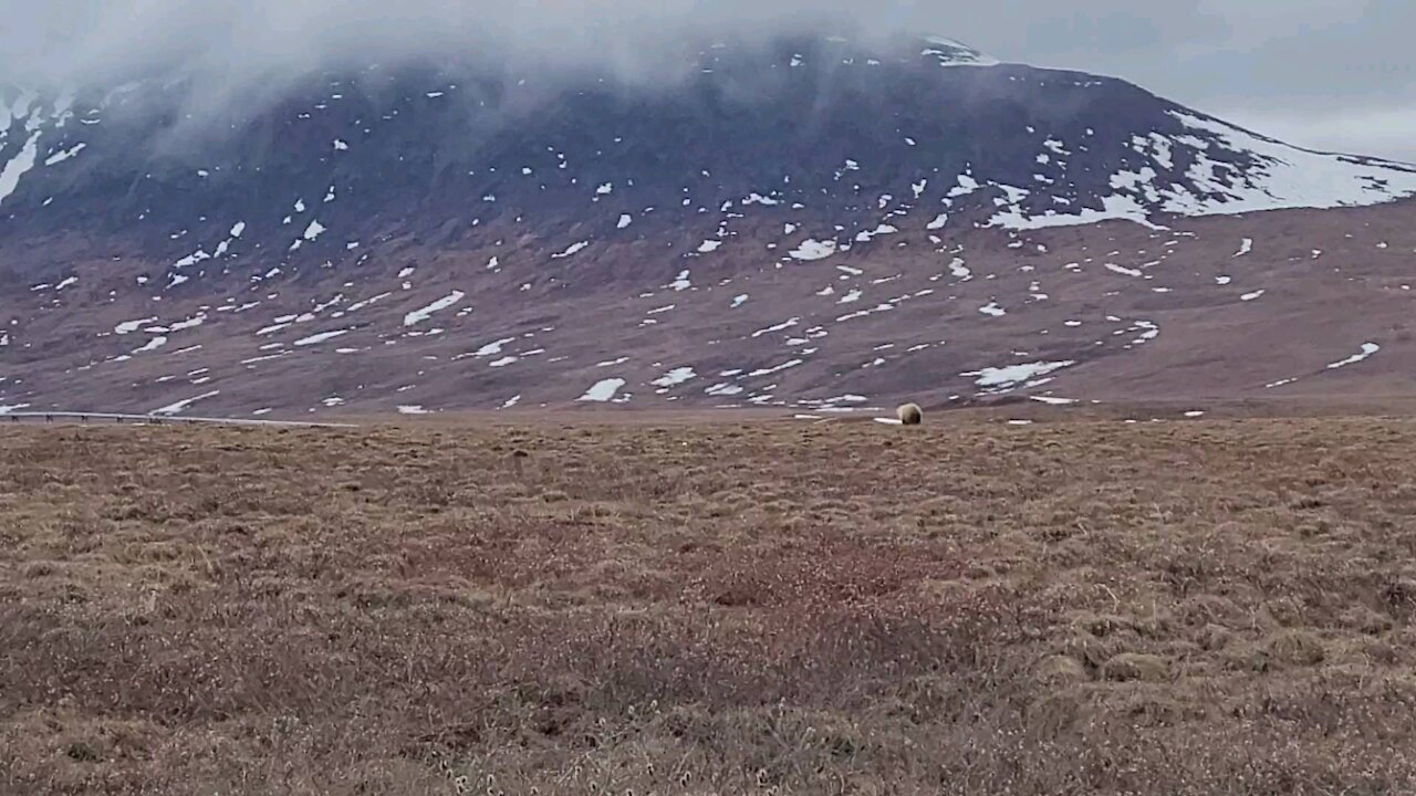 Grizzly running