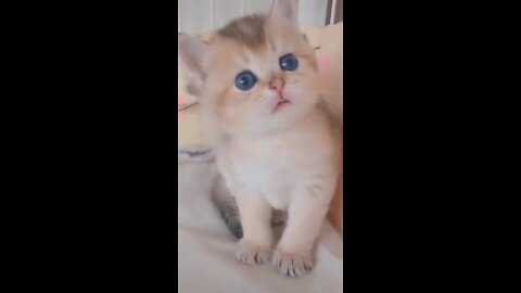 Funniest Cute Cats Video