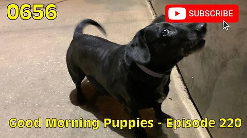 [0656] GOOD MORNING PUPPIES - Episode 220 [#dogs #doggos #doggies #puppies #dogdaycare]