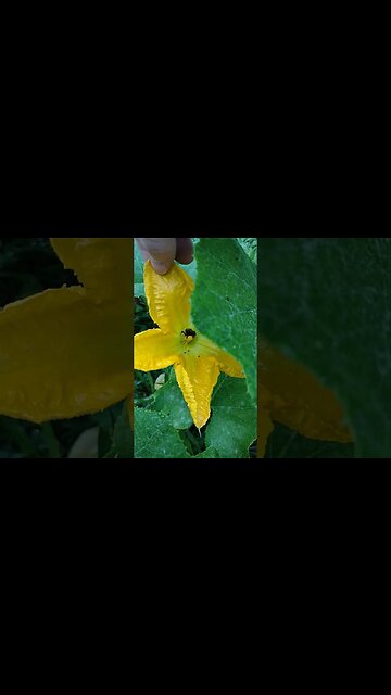 Work the pumpkin flower