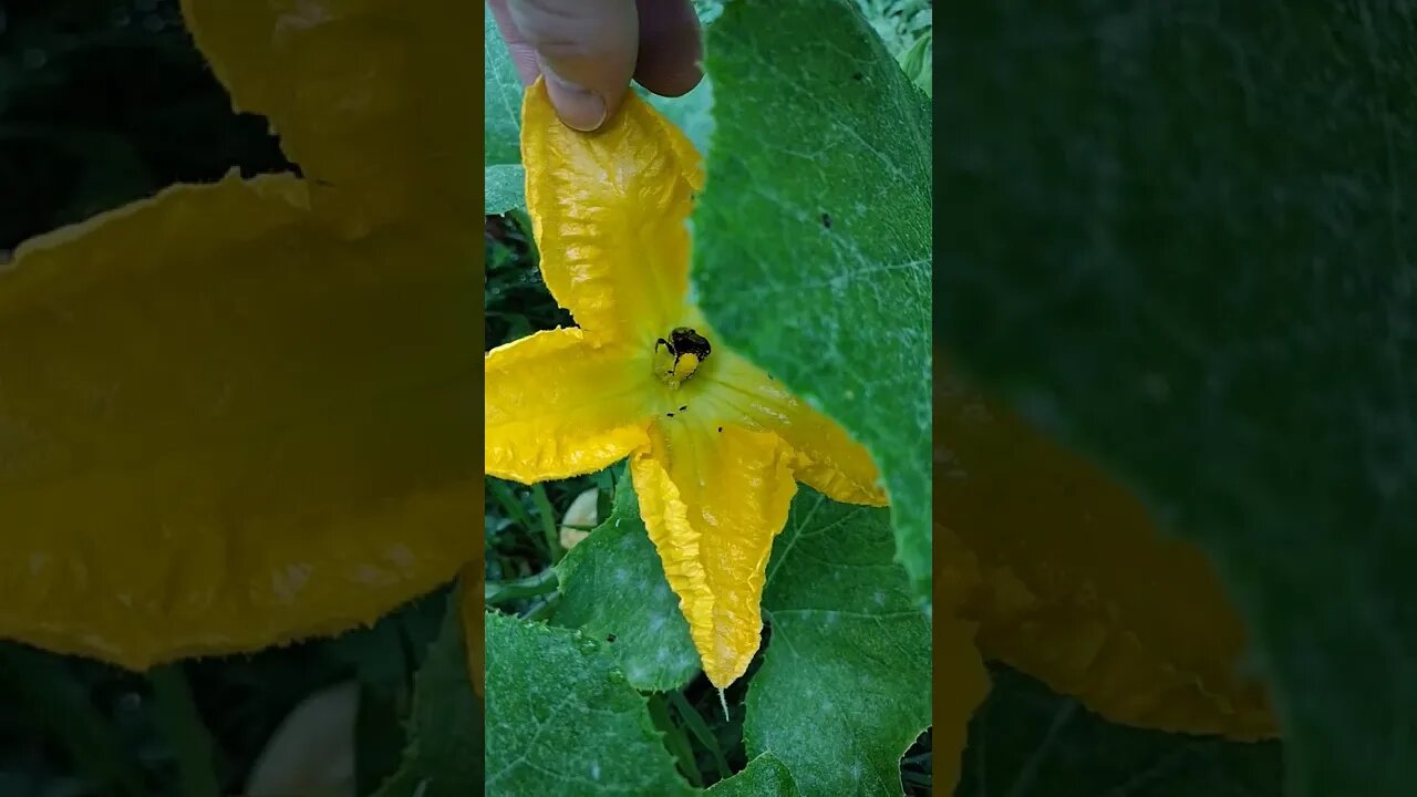 Work the pumpkin flower