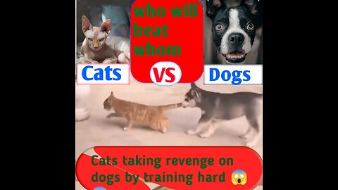 Cat talking revenge on dogs by training hard 😱😱