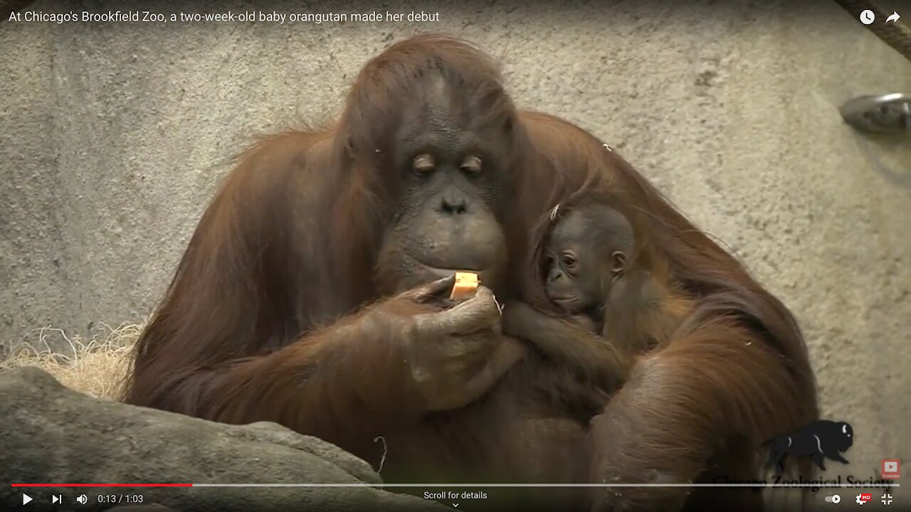 At Chicago's Brookfield Zoo, a two-week-old baby orangutan made her debut